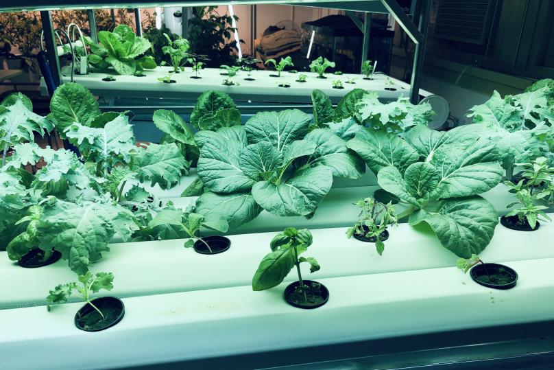 Plants