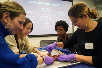 Rat disection