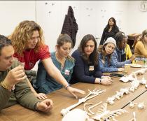 Skeletal system exploration