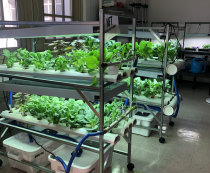 Greenhouse shelves